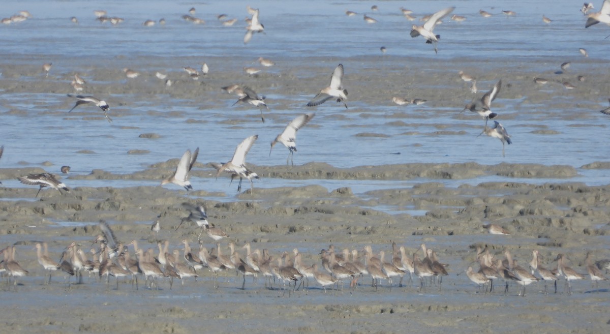 Black-tailed Godwit - ML646100595