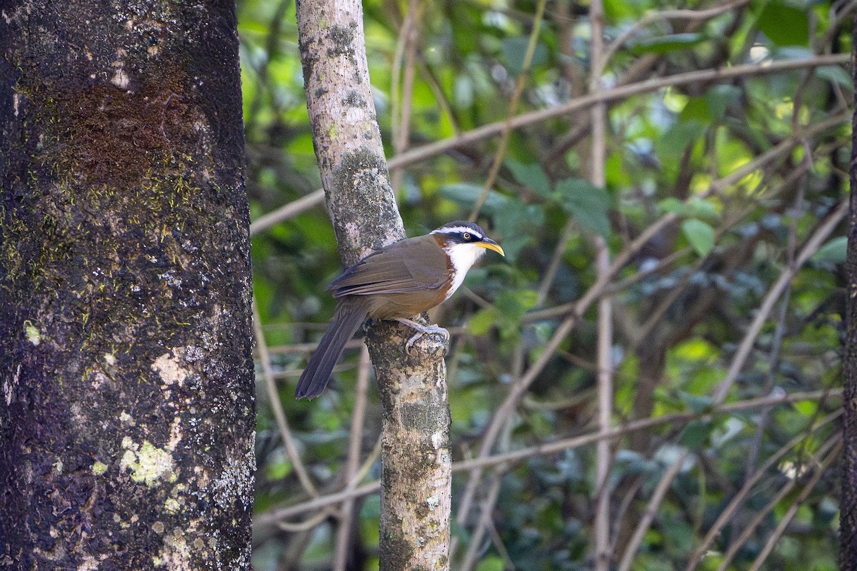 White-browed Scimitar-Babbler - ML646100596