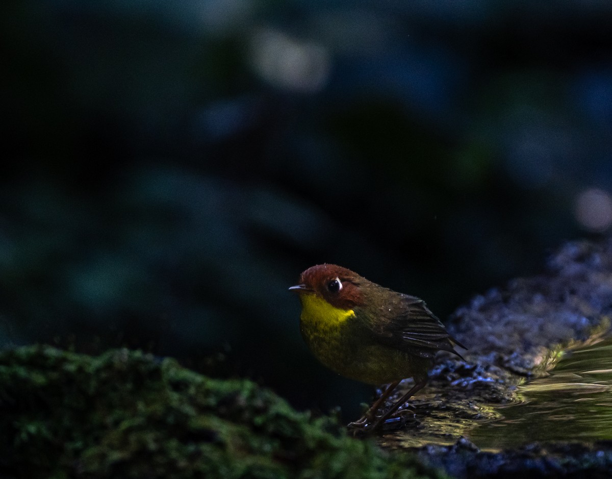 Chestnut-headed Tesia - ML646100615