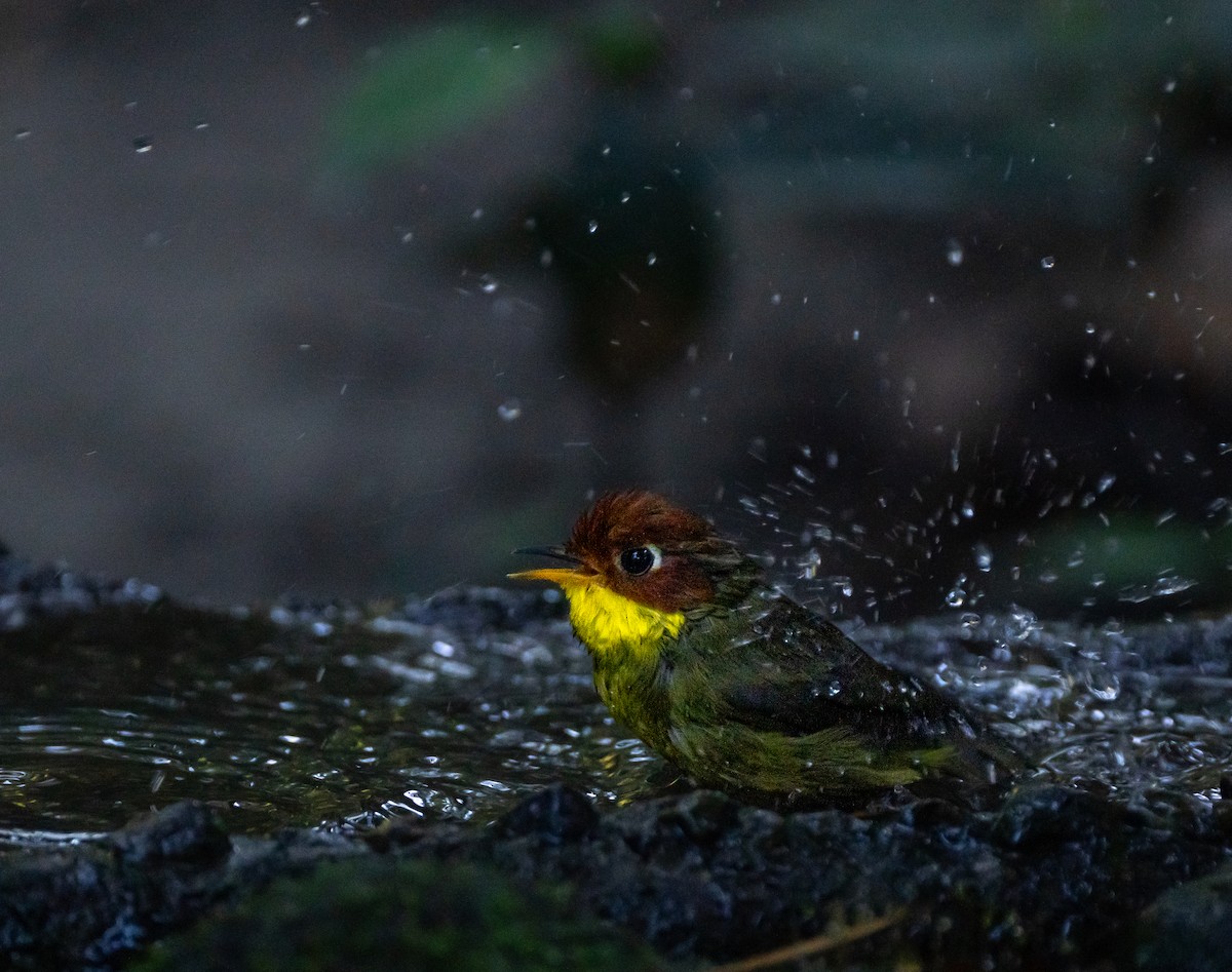 Chestnut-headed Tesia - ML646100616