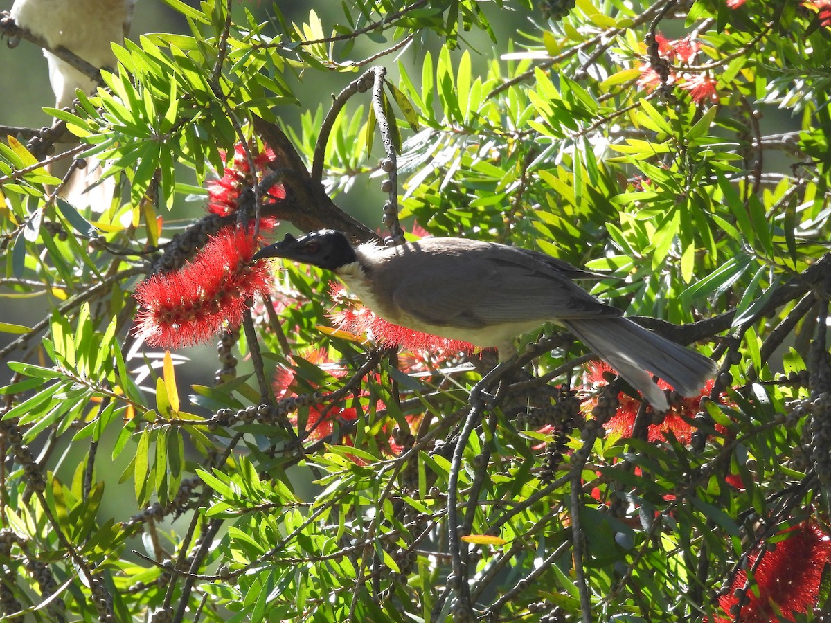 Noisy Friarbird - ML646100617