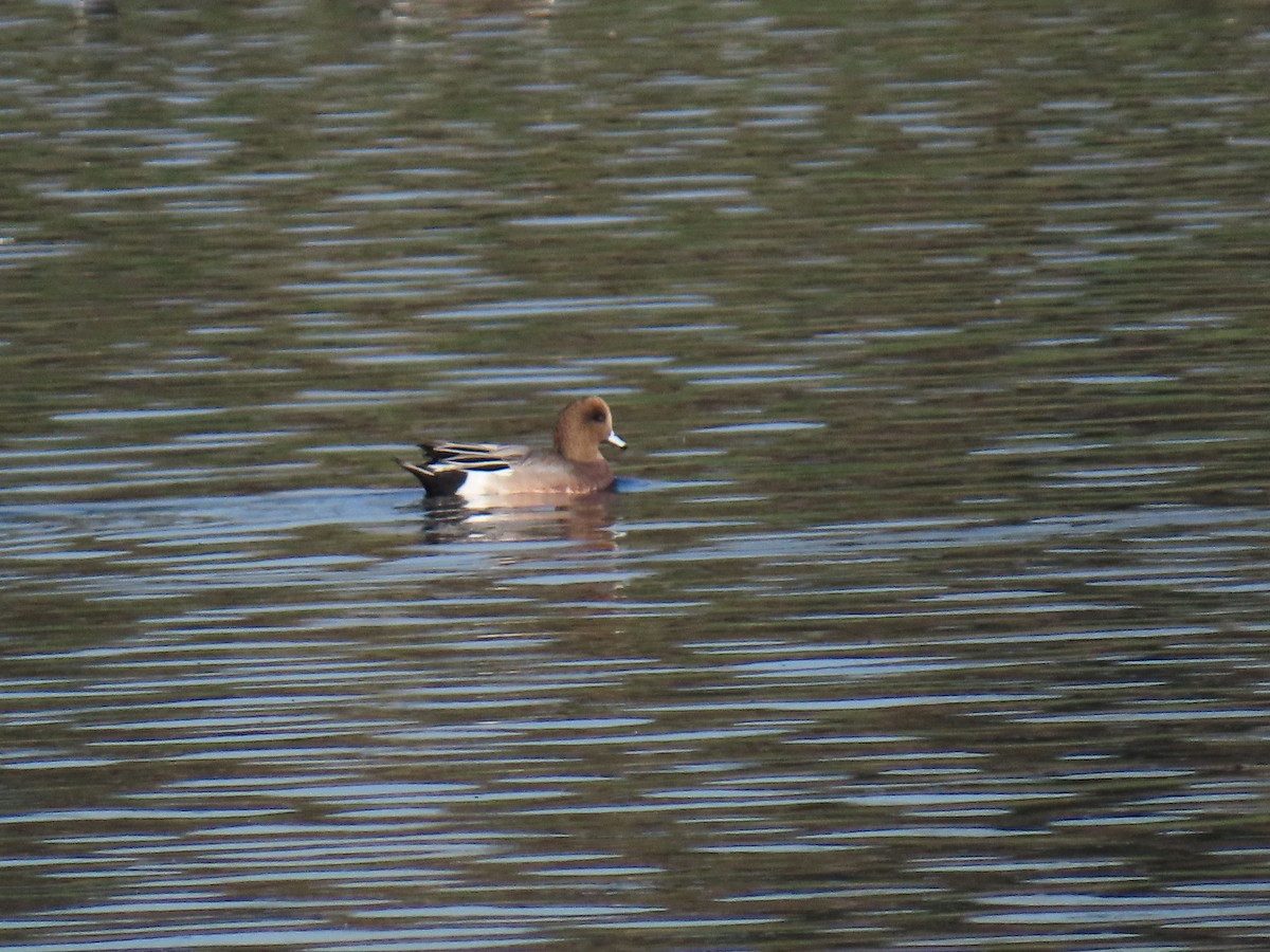 Eurasian x American Wigeon (hybrid) - ML646100645