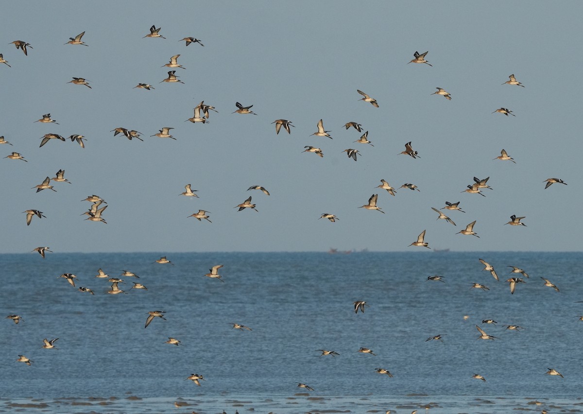 Black-tailed Godwit - ML646100646