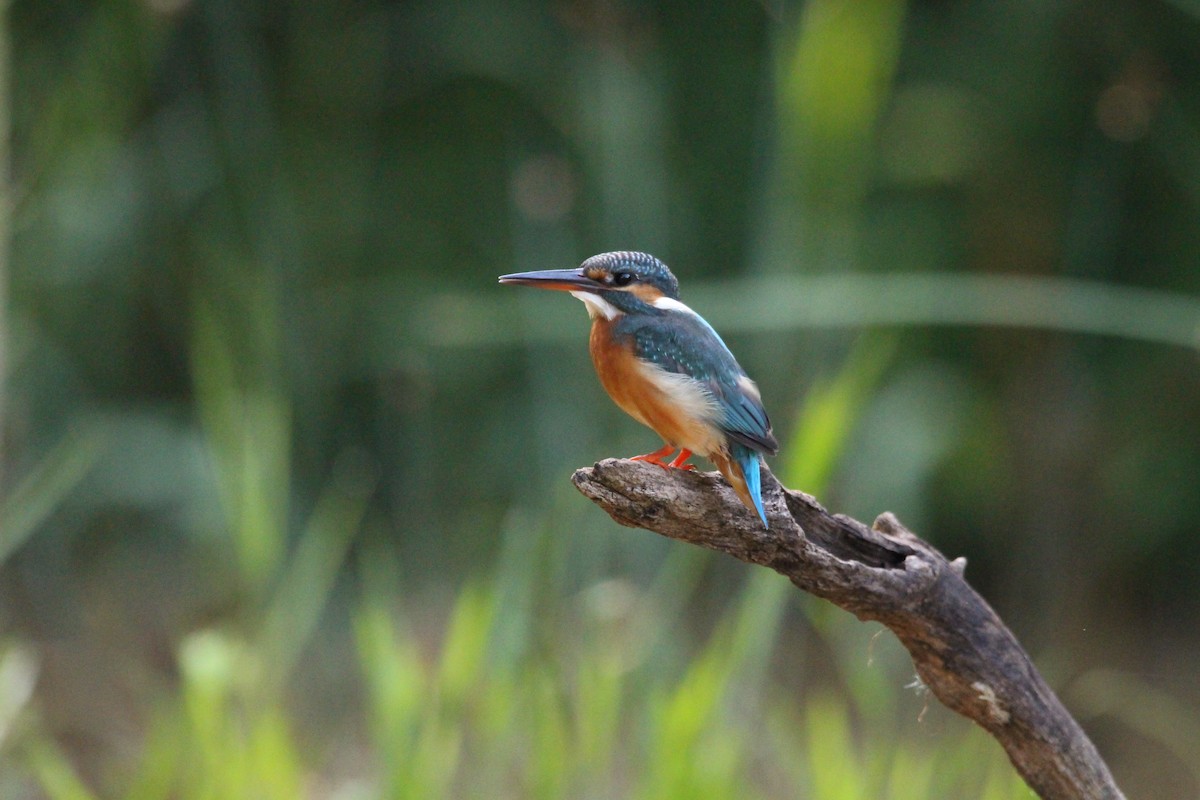 Common Kingfisher - ML646100647