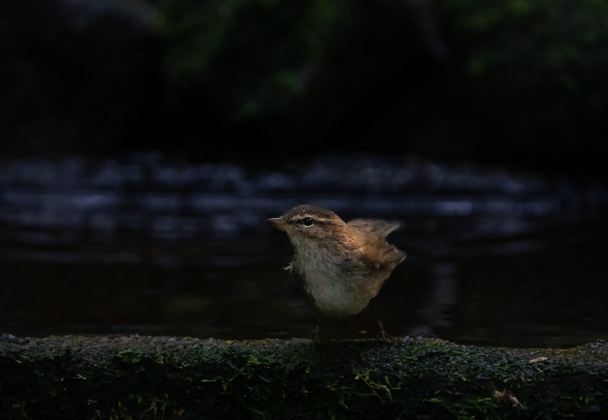 Dusky Warbler - ML646100651