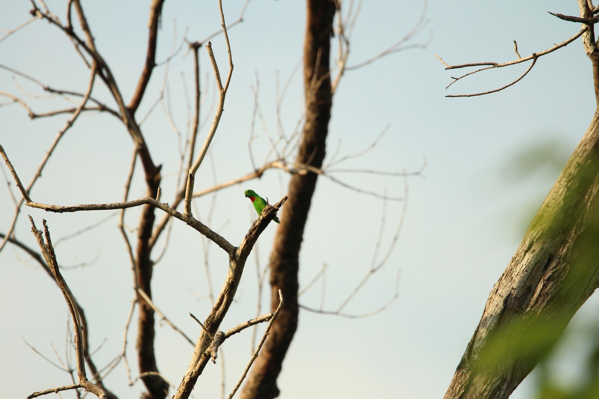 Blue-crowned Hanging-Parrot - ML646100652