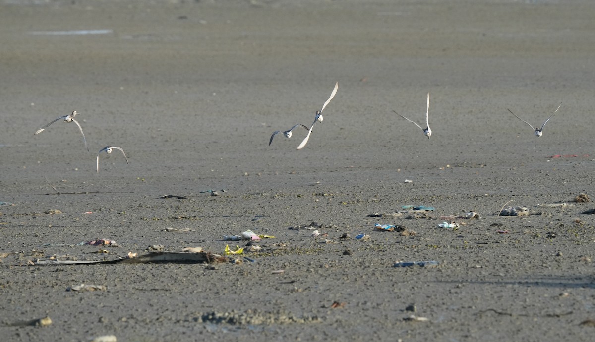 Asian Dowitcher - ML646100654