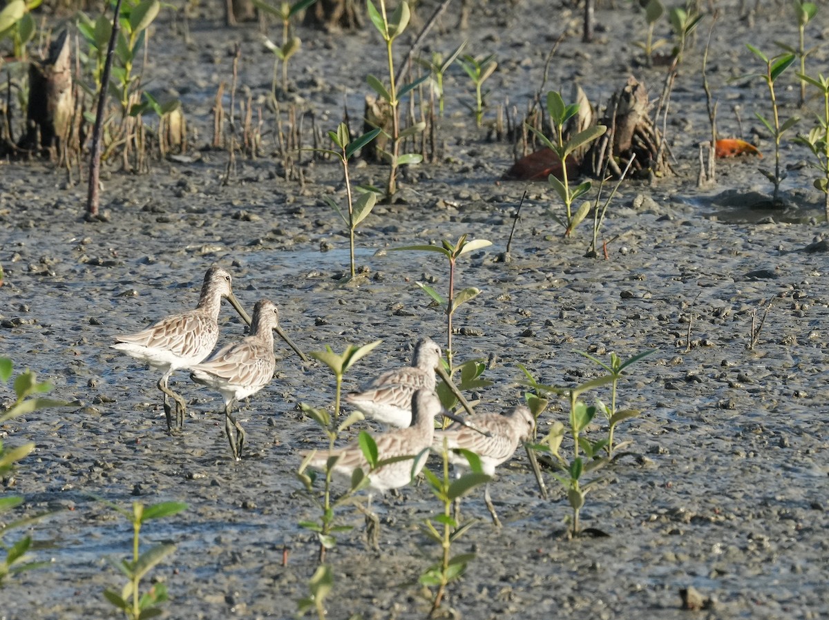 asiabekkasinsnipe - ML646100655