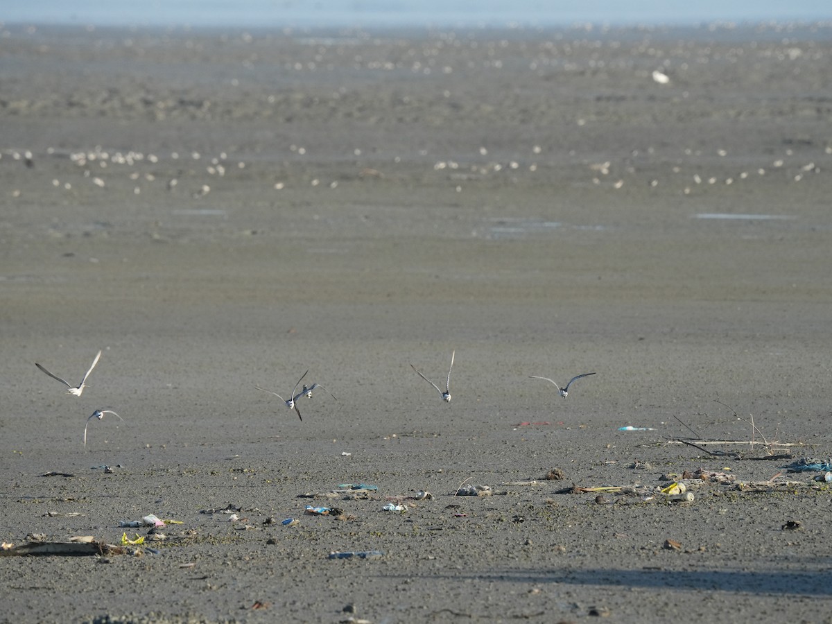 Asian Dowitcher - ML646100656
