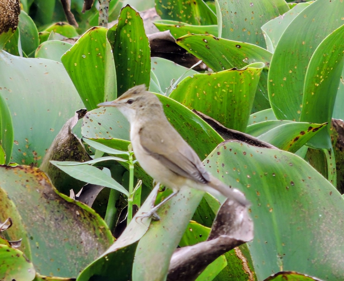 קנית אפריקנית - ML646100657