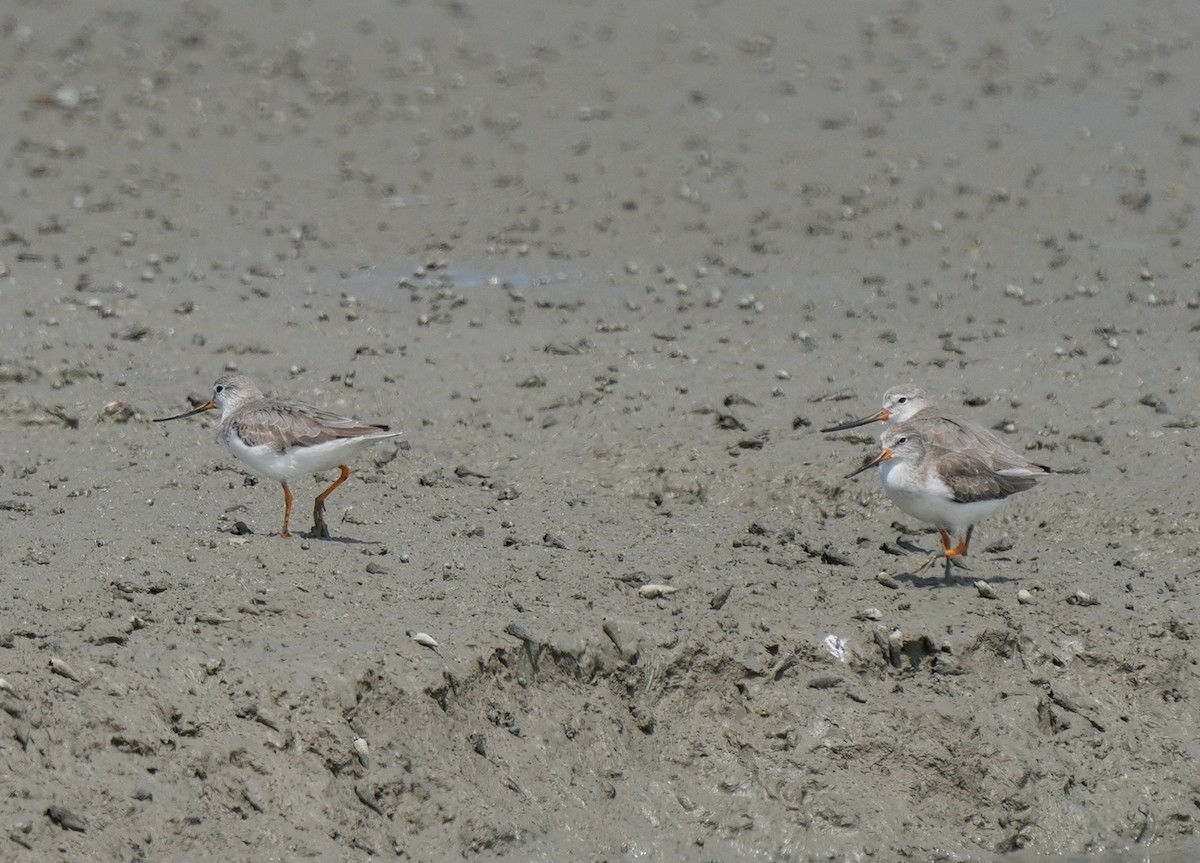 tereksnipe - ML646100659