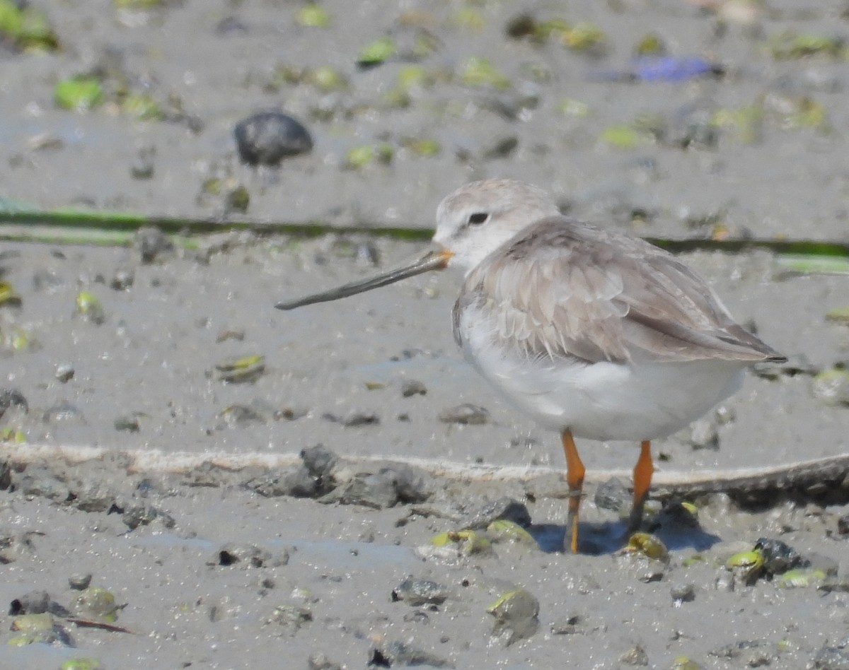 tereksnipe - ML646100660