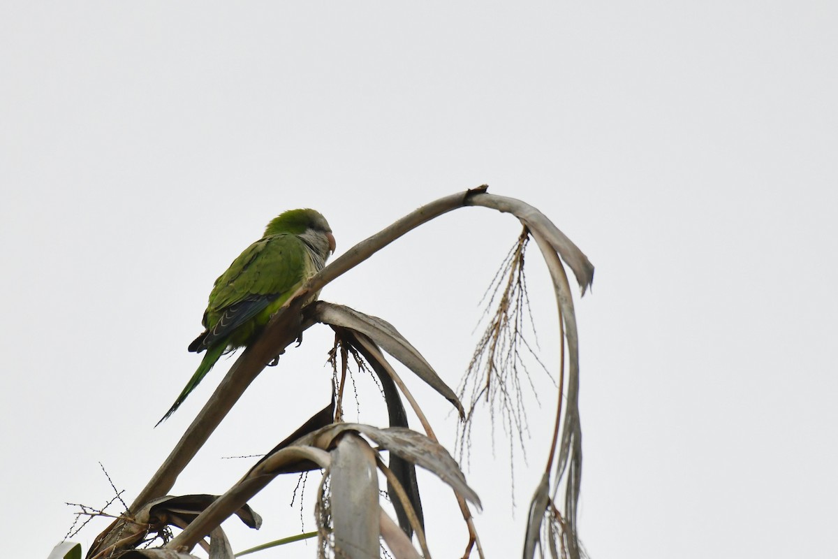 mníšek šedý - ML646100662