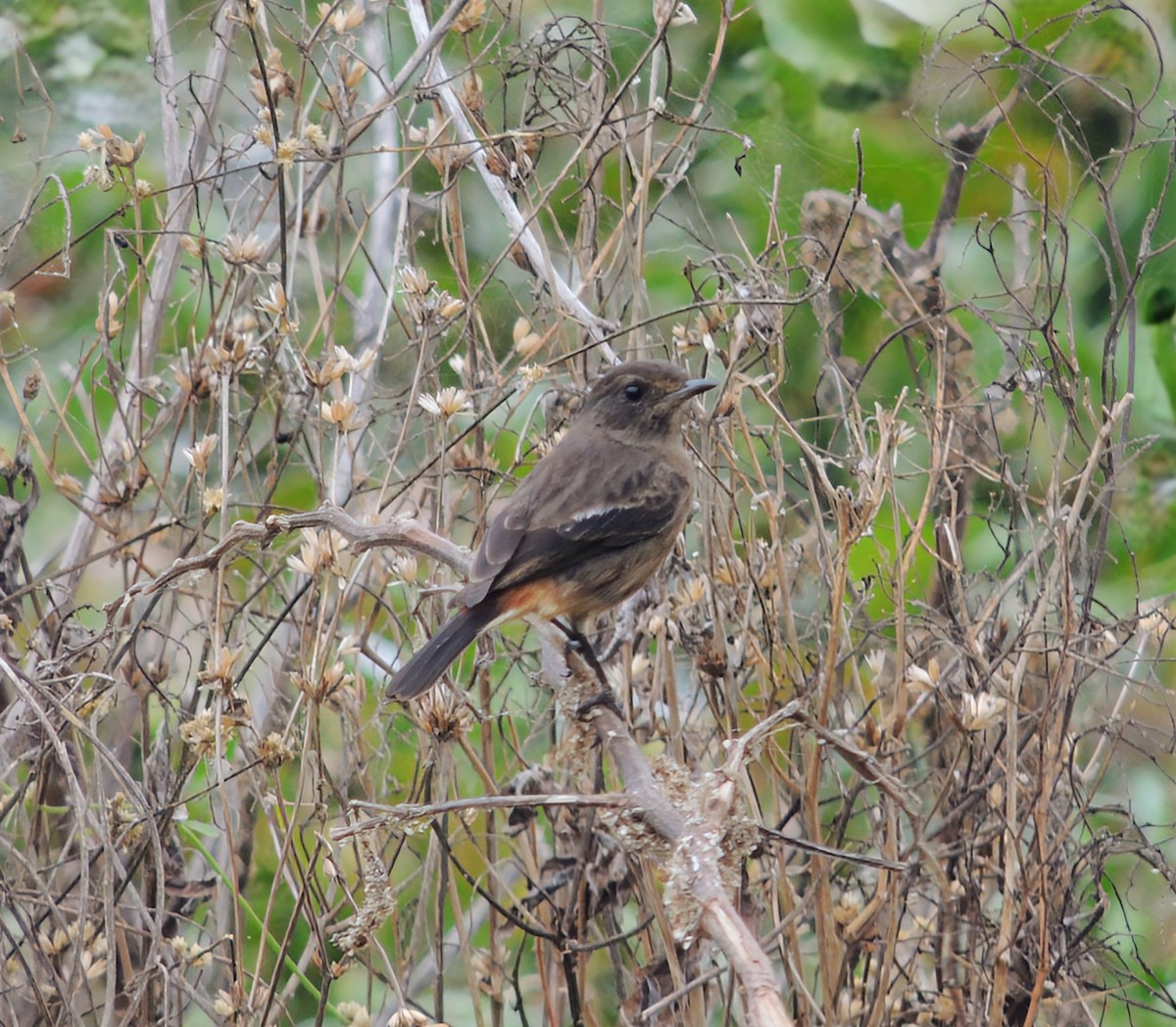 Pied Bushchat - ML646100663