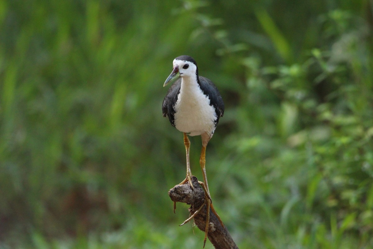 White-breasted Waterhen - ML646100664