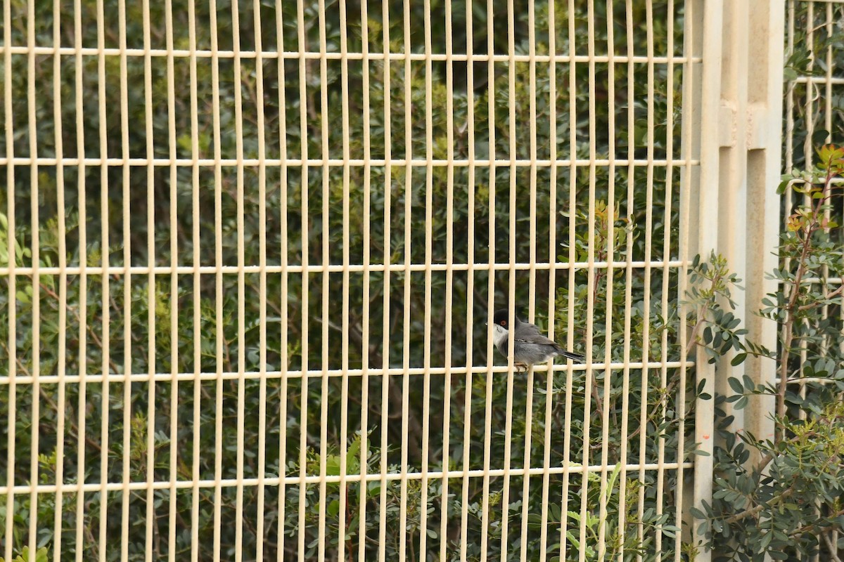 Fauvette mélanocéphale - ML646100667