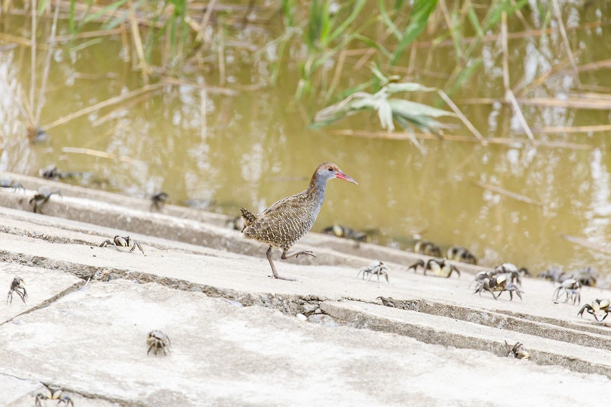 Slaty-breasted Rail - ML646100670