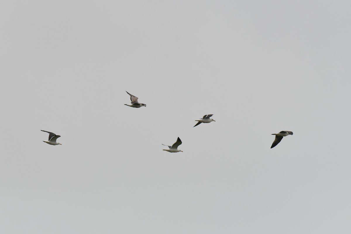 Zafferano (graellsii) - ML646100672