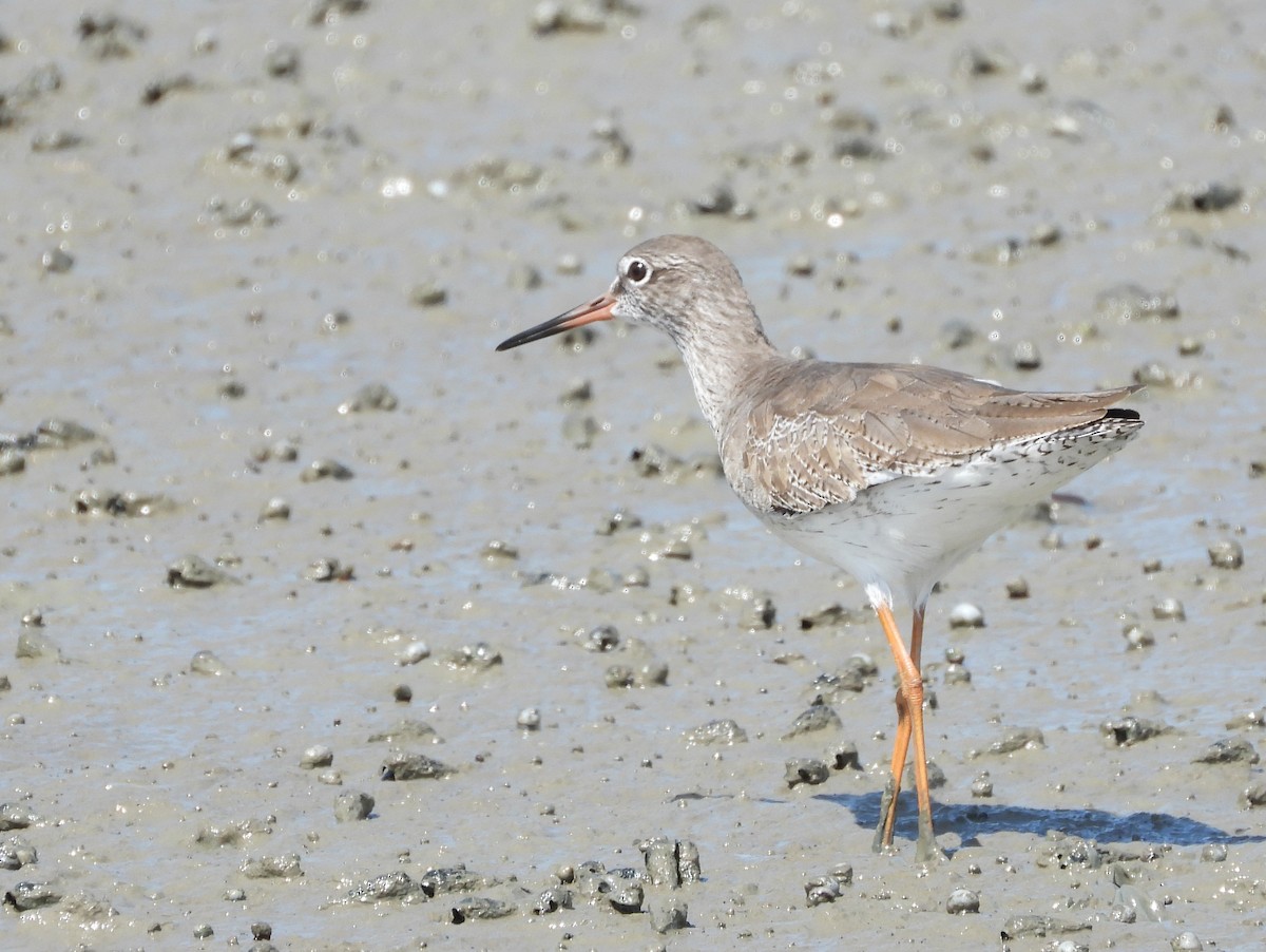Common Redshank - ML646100673