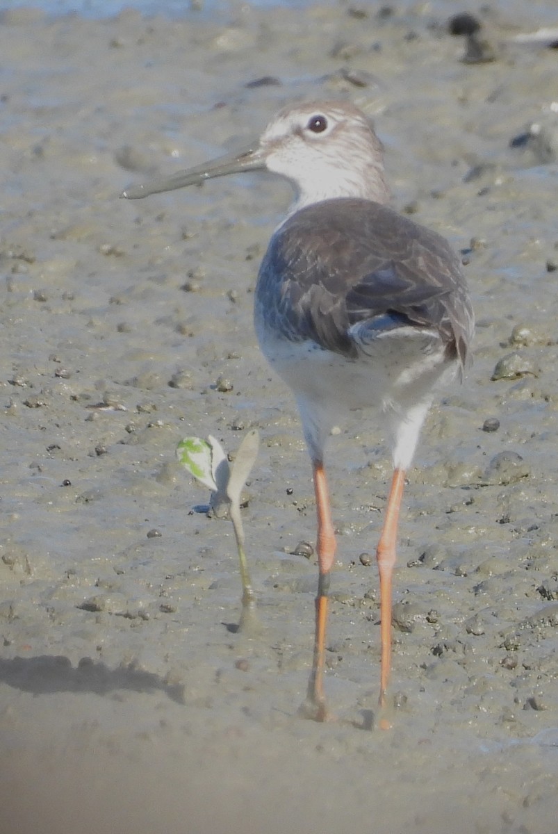 rødstilk - ML646100674