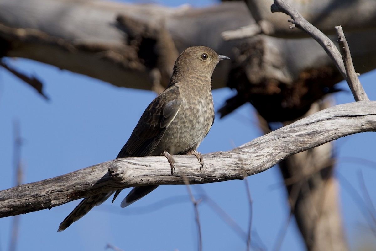 kilestjertgjøk - ML646100679