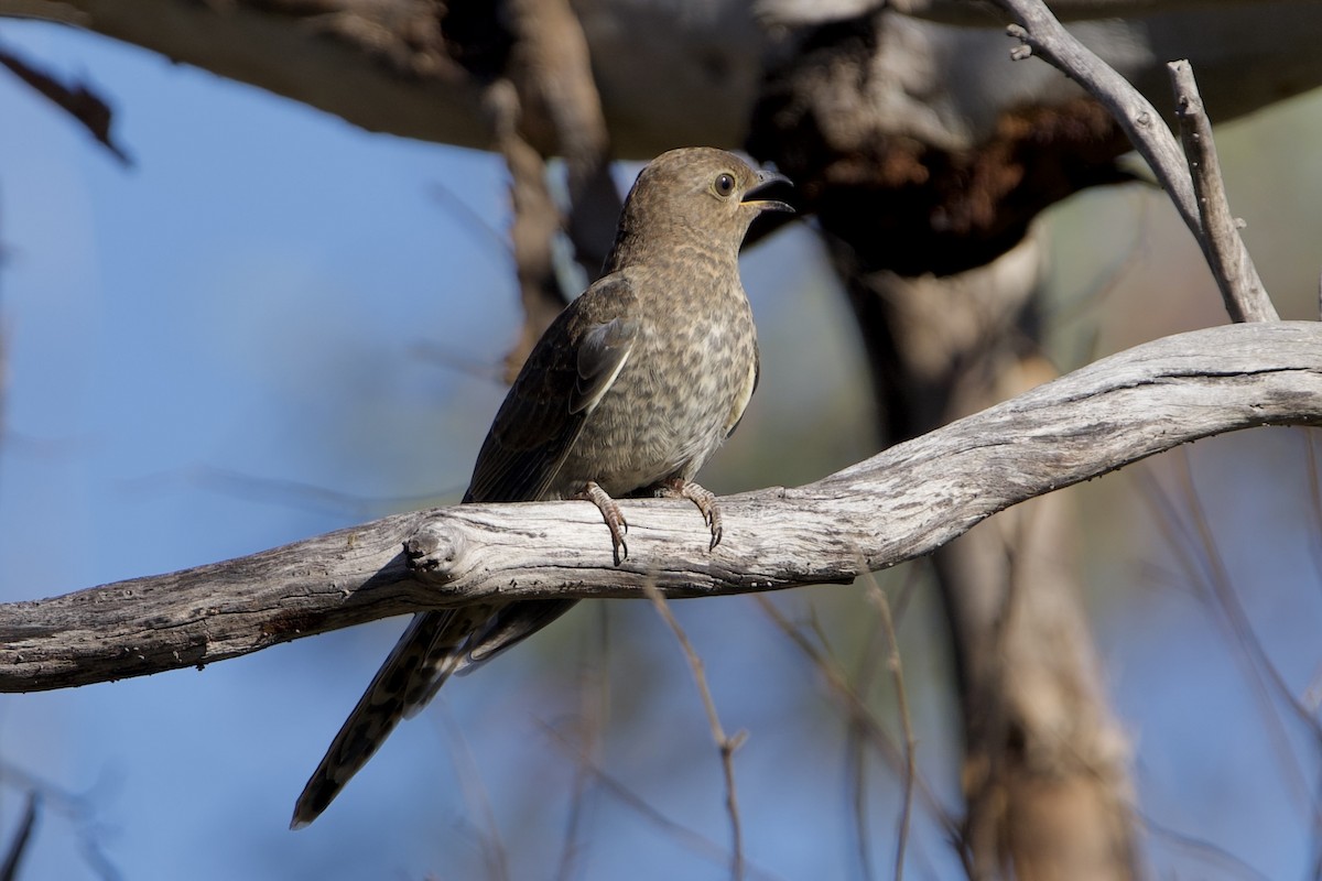 kilestjertgjøk - ML646100680