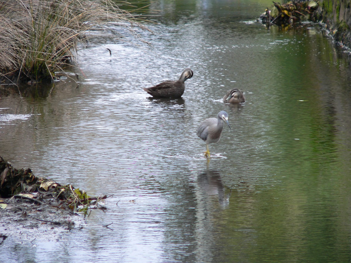 hvitmaskehegre - ML646100681