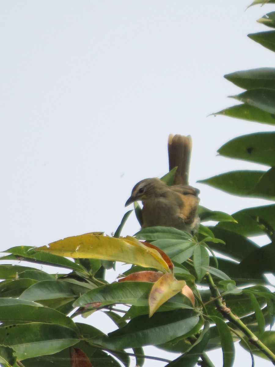 hvitbrynbylbyl - ML646100682