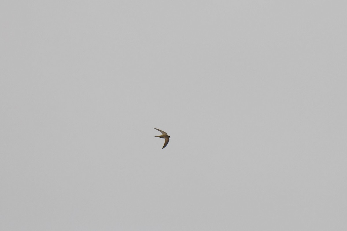 gråseiler - ML646100685