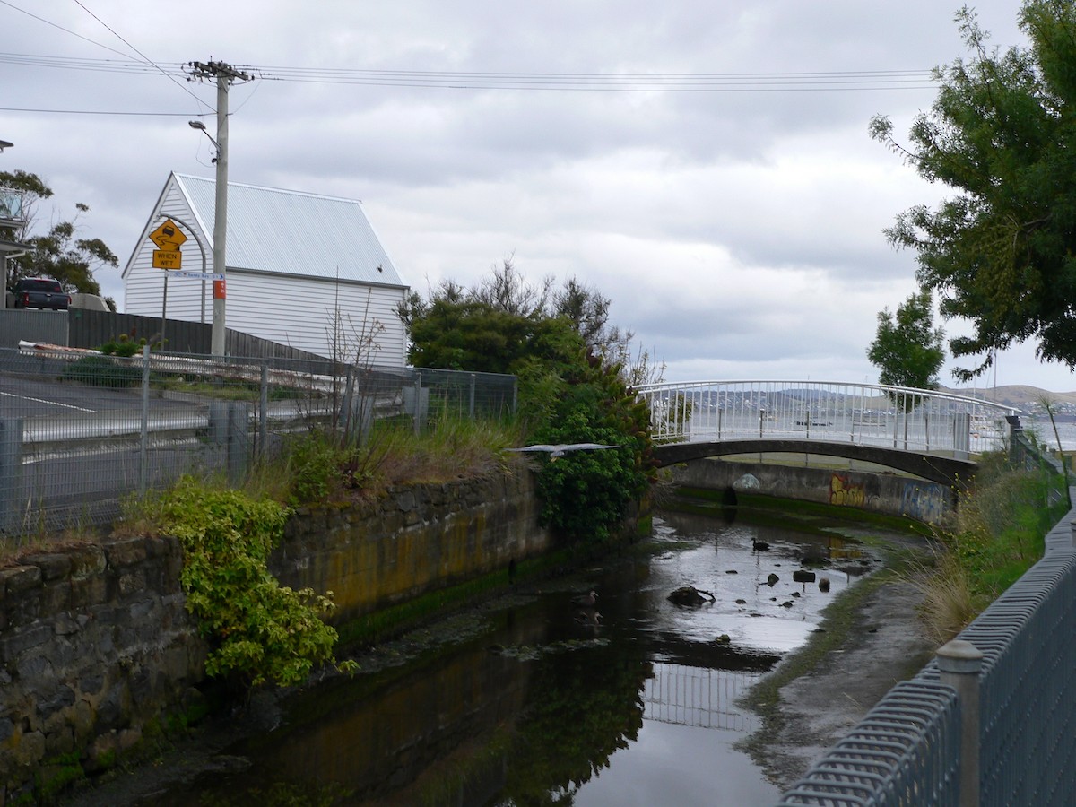 hvitmaskehegre - ML646100686