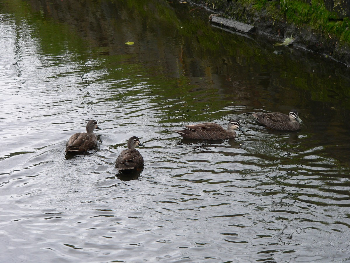 stripeand - ML646100688