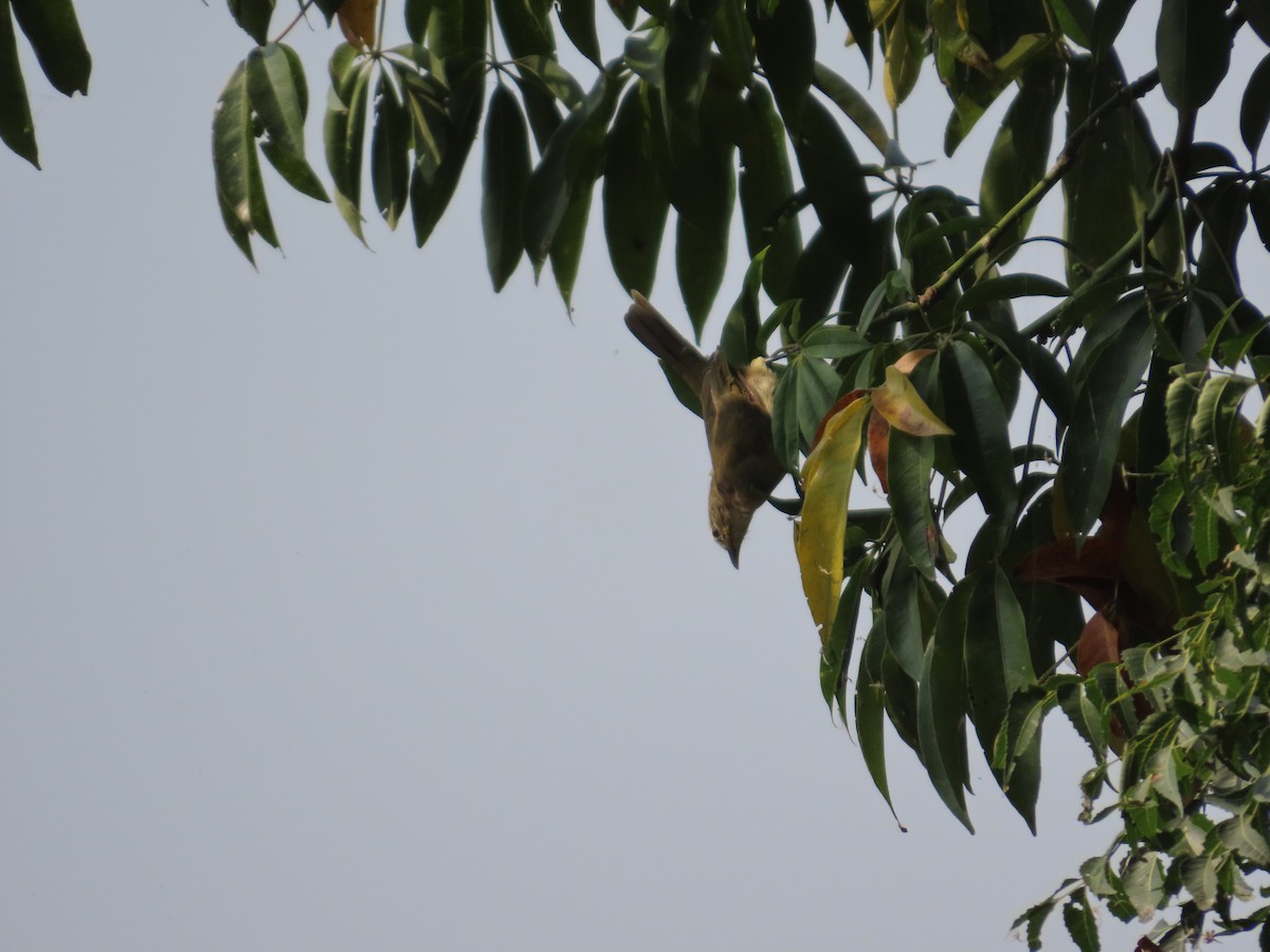 hvitbrynbylbyl - ML646100690