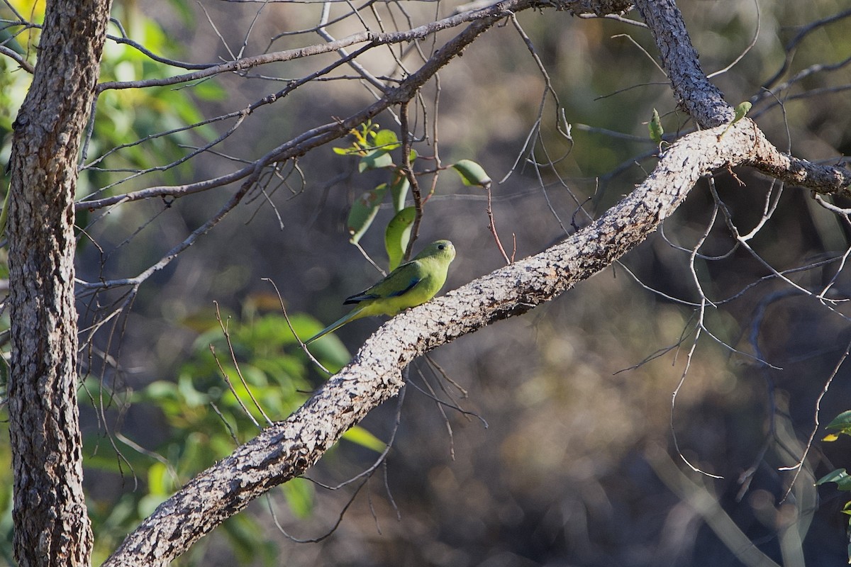 elegantparakitt - ML646100691