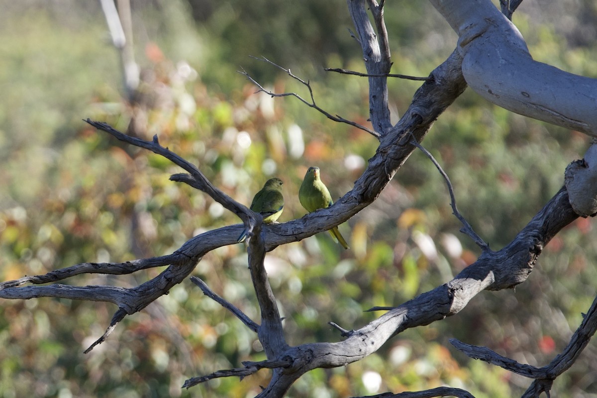 elegantparakitt - ML646100692