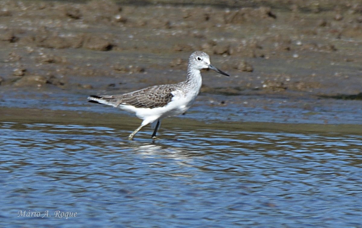 gluttsnipe - ML646100693