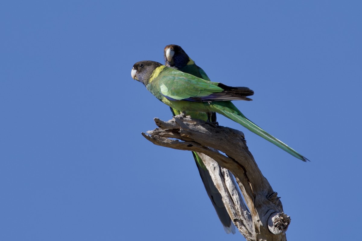 svarthodeparakitt - ML646100694