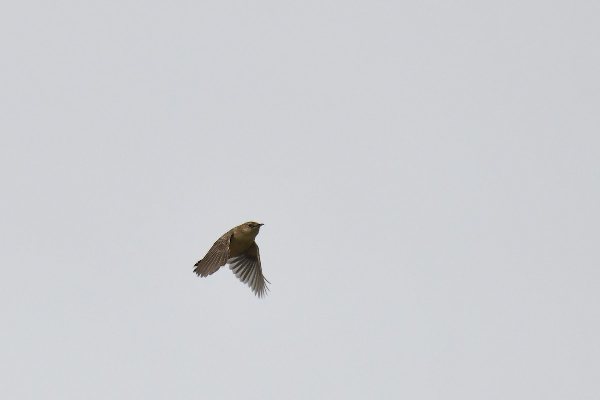 cistussanger - ML646100696