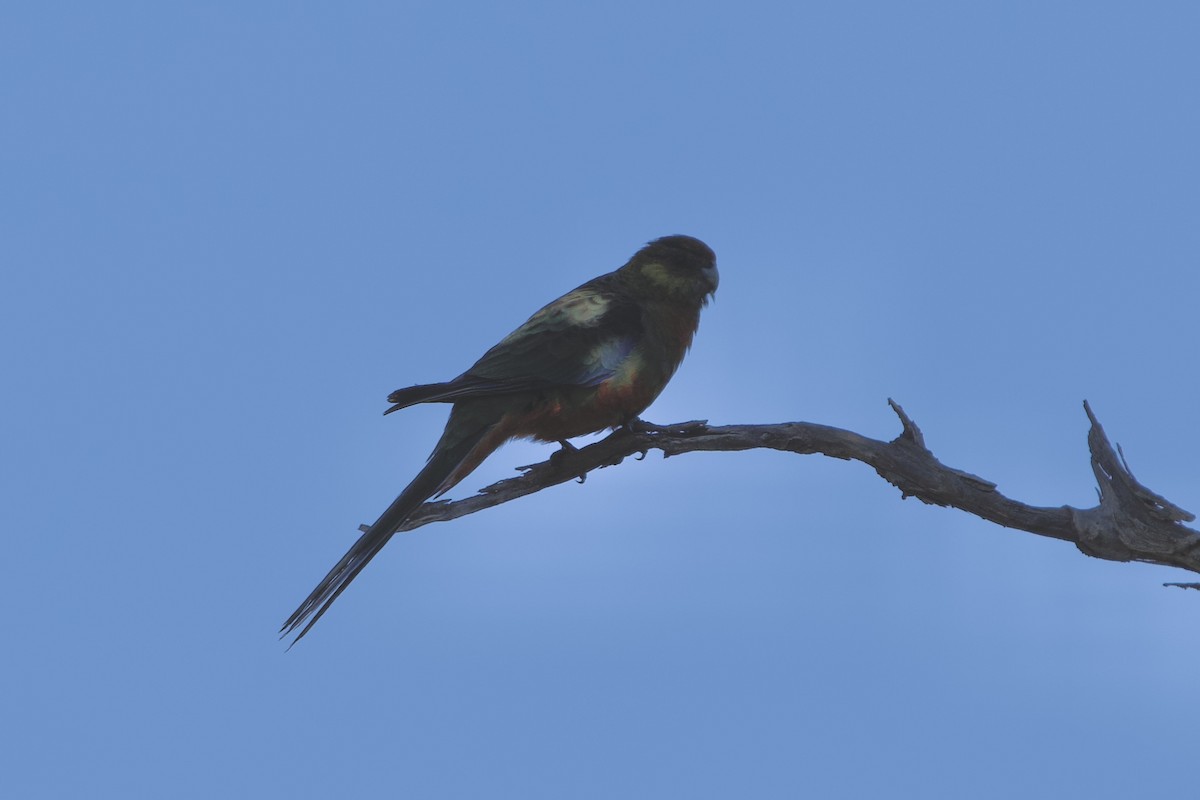 gulkinnrosella - ML646100697