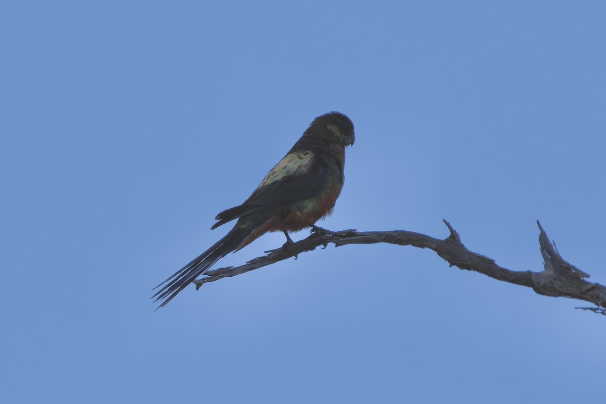 gulkinnrosella - ML646100698