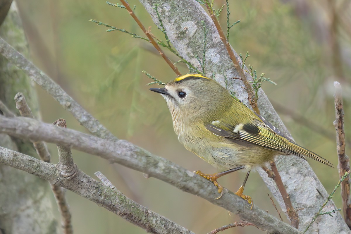 Goldcrest - ML646100700
