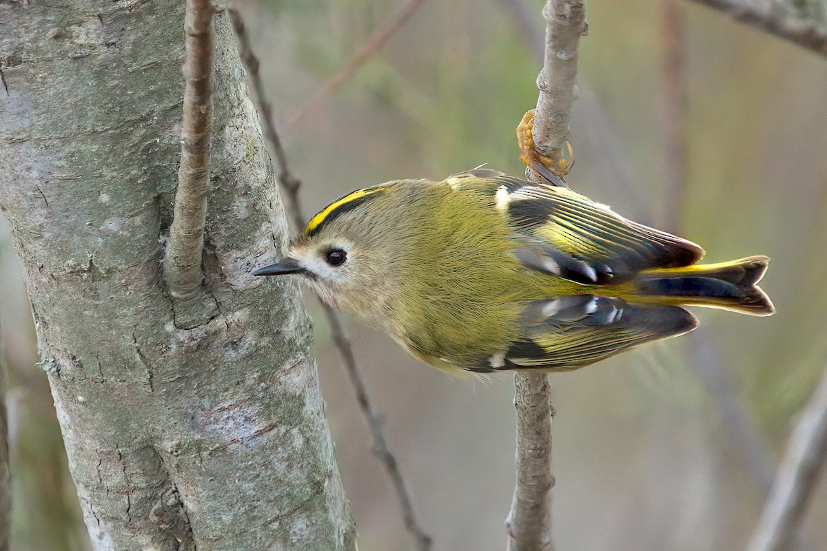 Goldcrest - ML646100701