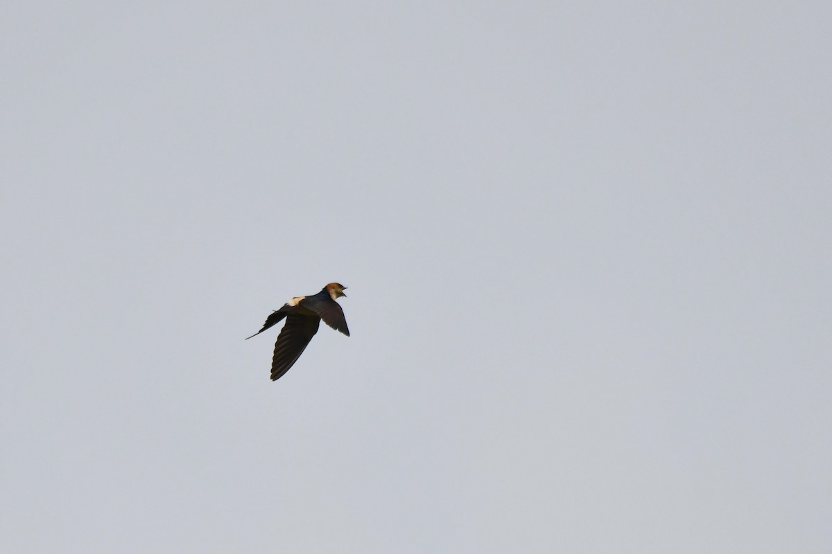 brosvale - ML646100703