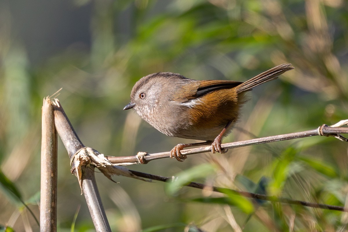 manipurfulvetta - ML646100704