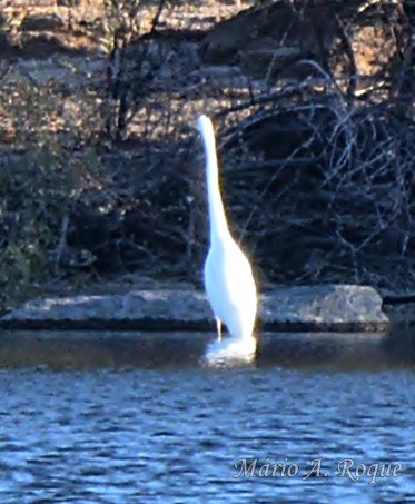 egretthegre - ML646100705