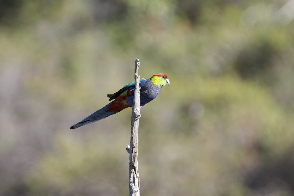 marriparakitt - ML646100707