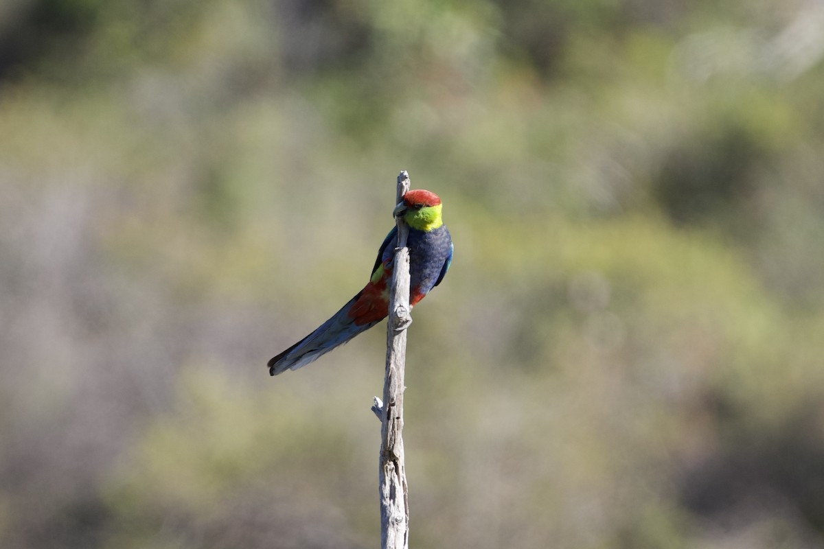 marriparakitt - ML646100708