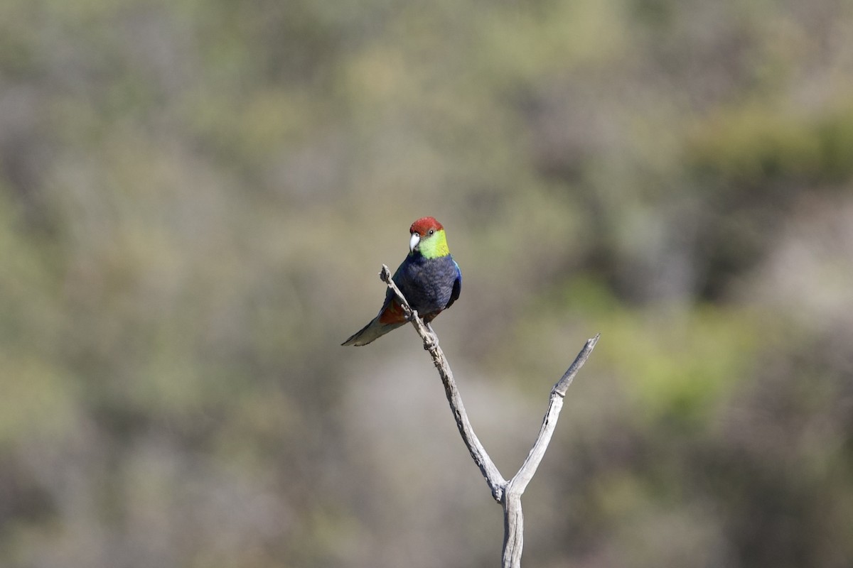 marriparakitt - ML646100709