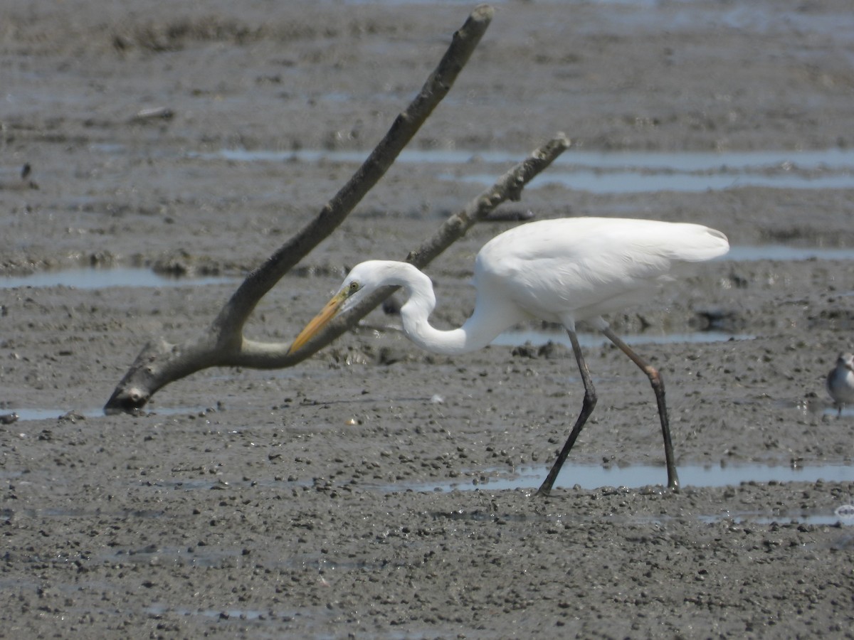 Great Egret - ML646100710