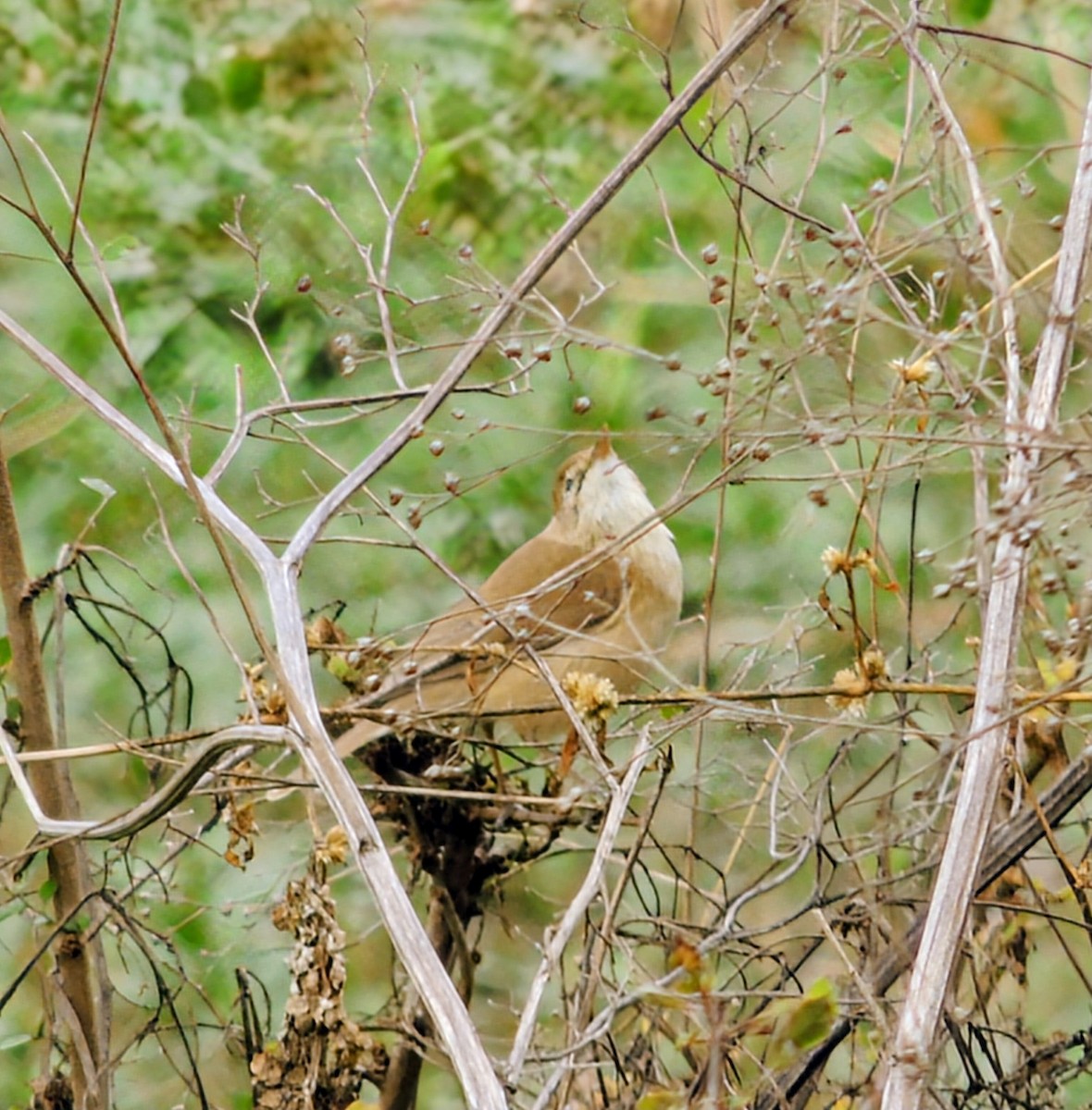 Paddyfield Warbler - ML646100713