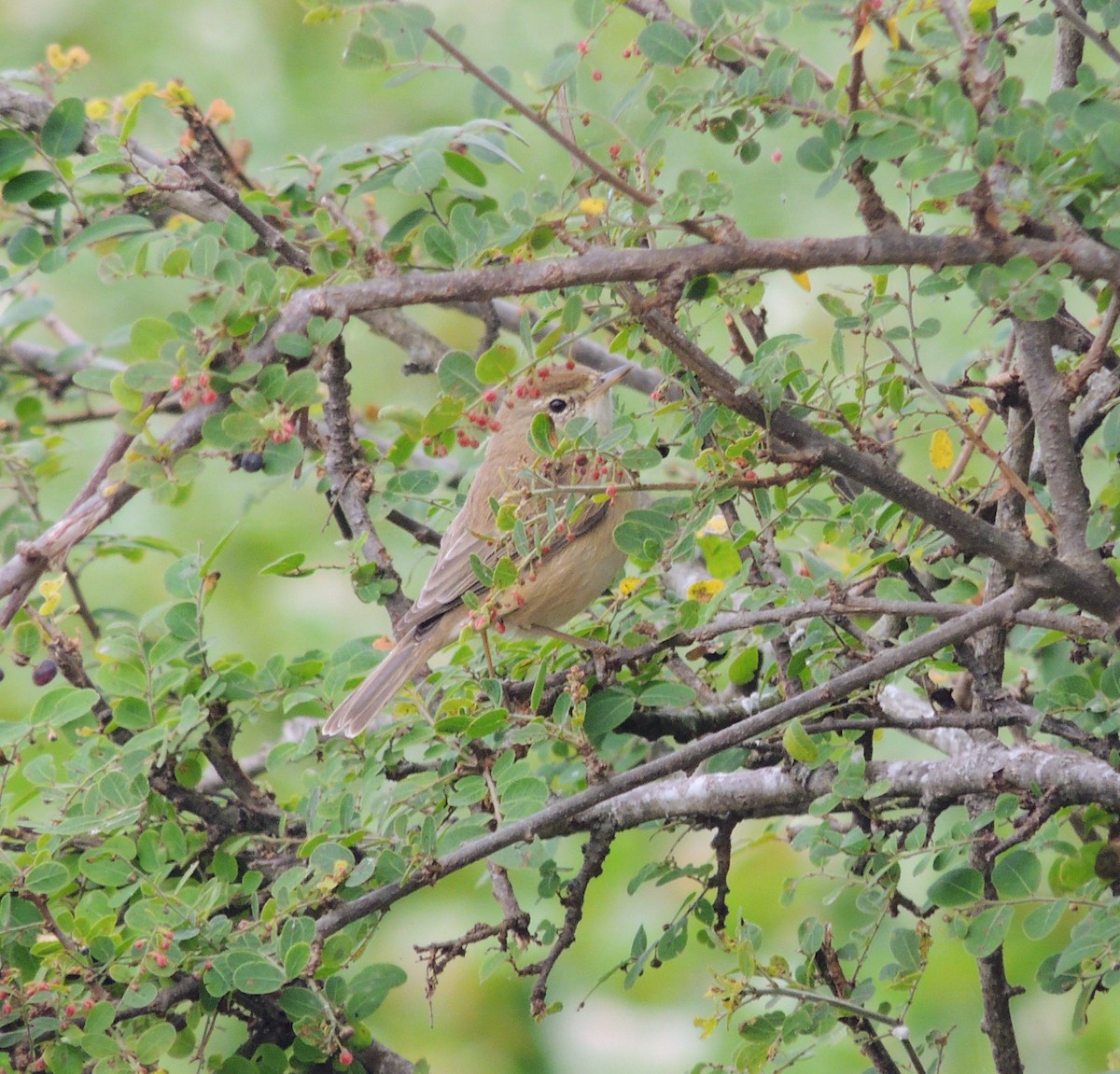 Booted Warbler - ML646100716